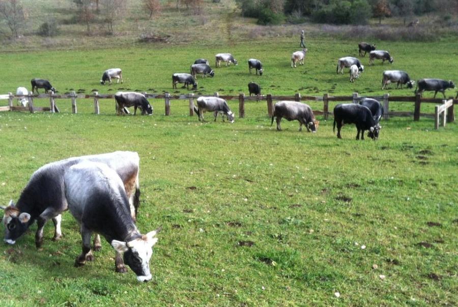 Willa Agriturismo Amicizia Cassano delle Murge Zewnętrze zdjęcie