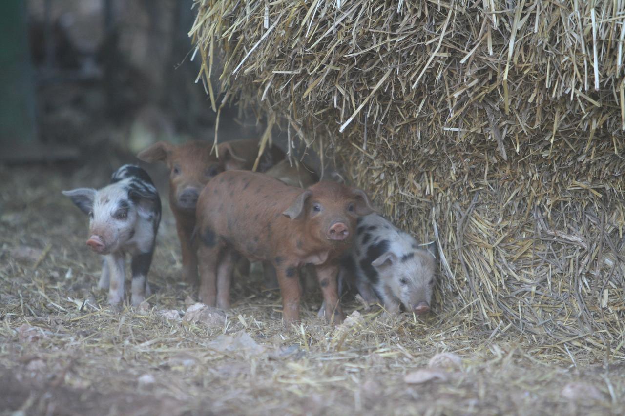 Willa Agriturismo Amicizia Cassano delle Murge Zewnętrze zdjęcie