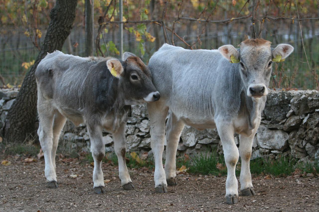 Agriturismo Amicizia Cassano delle Murge Zewnętrze zdjęcie