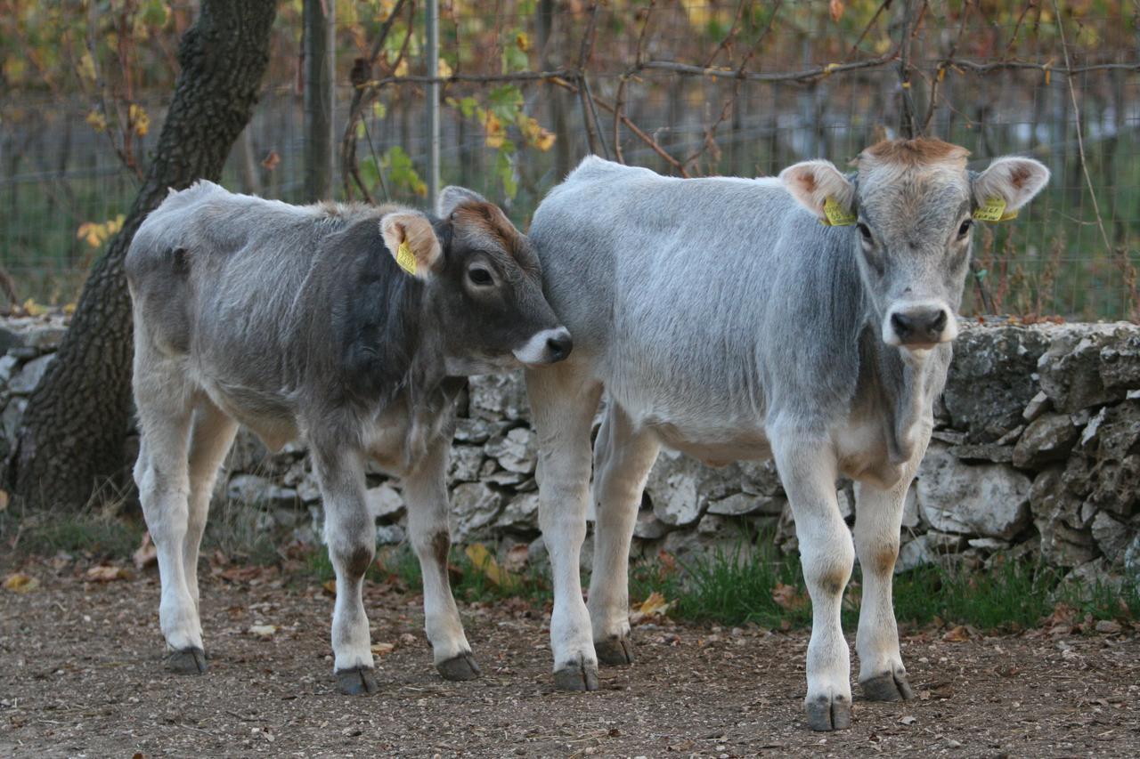 Willa Agriturismo Amicizia Cassano delle Murge Zewnętrze zdjęcie